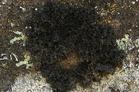 Attēlu rezultāti vaicājumam “Leptogium lichenoides”