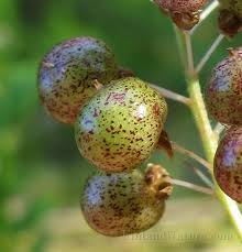 Attēlu rezultāti vaicājumam “Maianthemum bifolium fruit”