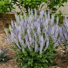 Image result for Salvia nemorosa