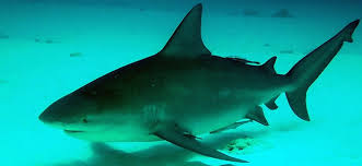 Image result for Carcharhinus leucas