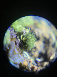 Attēlu rezultāti vaicājumam “Cribraria atrofusca spores”