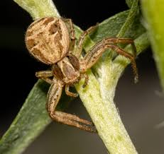 Attēlu rezultāti vaicājumam “Xysticus cristatus”