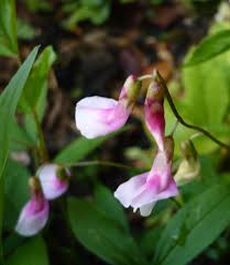 Attēlu rezultāti vaicājumam “Lathyrus vernus”