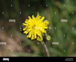 Attēlu rezultāti vaicājumam “Hieracium murorum flower”