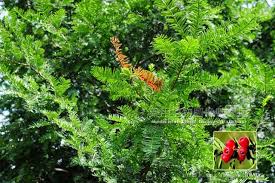 Attēlu rezultāti vaicājumam “Taxus wallichiana”