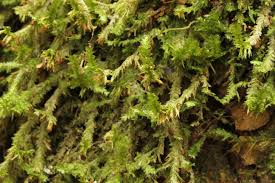 Attēlu rezultāti vaicājumam “Neckera pennata”