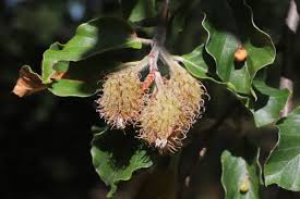 Attēlu rezultāti vaicājumam “Fagus sylvatica fruit”
