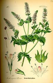 Attēlu rezultāti vaicājumam “Mentha spicata”