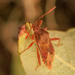 Attēlu rezultāti vaicājumam “Rhopalus maculatus”