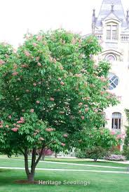 Attēlu rezultāti vaicājumam “Aesculus x hybrida”