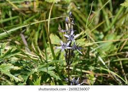 Attēlu rezultāti vaicājumam “Swertia perennis leaf”