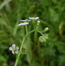 Attēlu rezultāti vaicājumam “Myosotis scorpioides bud”