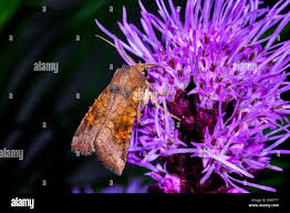 Attēlu rezultāti vaicājumam “Amphipoea”