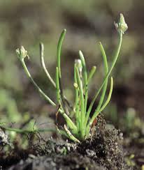 Attēlu rezultāti vaicājumam “Myosurus minimus flower”