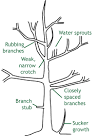 How to Prune a Small Tree