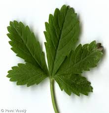 Attēlu rezultāti vaicājumam “Potentilla reptans”