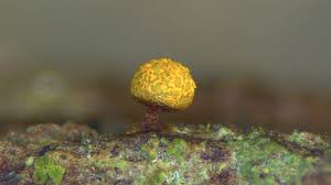 Attēlu rezultāti vaicājumam “Physarum auriscalpium”