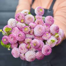 Image result for Dahlia x pinnata `Pompon Lilliput`