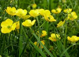 Attēlu rezultāti vaicājumam “Ranunculus bulbosus”