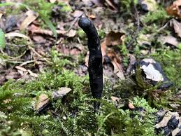 Attēlu rezultāti vaicājumam “Xylaria longipes”