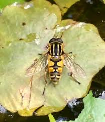 Attēlu rezultāti vaicājumam “Helophilus hybridus male”