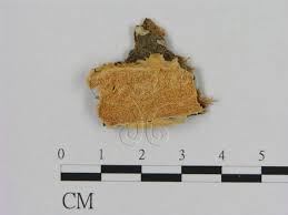 Attēlu rezultāti vaicājumam “Oxyporus corticola”