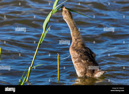 Attēlu rezultāti vaicājumam “Anser anser juvenile”