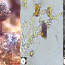 Attēlu rezultāti vaicājumam “Physarum confertum”
