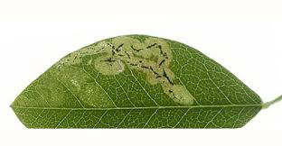 Attēlu rezultāti vaicājumam “Laburnum anagyroides leaf”