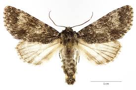 Attēlu rezultāti vaicājumam “Acronicta megacephala”