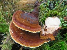 Attēlu rezultāti vaicājumam “Ischnoderma benzoinum”