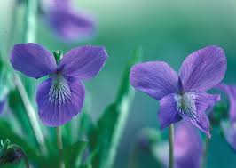 Attēlu rezultāti vaicājumam “Viola uliginosa flower”