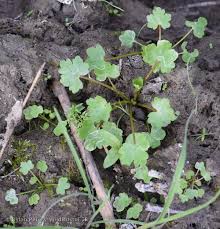 Attēlu rezultāti vaicājumam “Ranunculus sceleratus leaf”