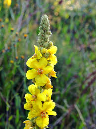 Image result for Königskerzen