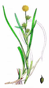 Attēlu rezultāti vaicājumam “Sparganium minimum leaf”