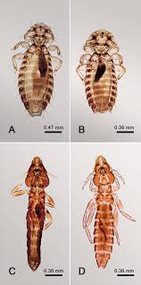 Attēlu rezultāti vaicājumam “Licea chelonoides macro”