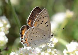 Attēlu rezultāti vaicājumam “Lycogala sphaeroconicum”