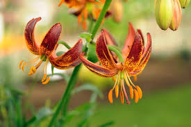 Attēlu rezultāti vaicājumam “Lilium martagon bud”