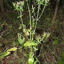 Attēlu rezultāti vaicājumam “Centaurium erythraea”