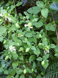 Attēlu rezultāti vaicājumam “Silene baccifera leaf”