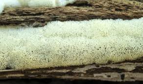 Attēlu rezultāti vaicājumam “Ceratiomyxa porioides spores”