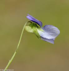 Attēlu rezultāti vaicājumam “Viola canina flower”