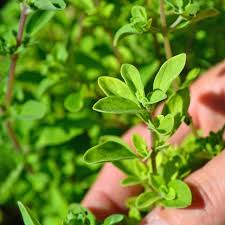Image result for Origanum majorana