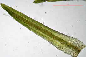 Attēlu rezultāti vaicājumam “Gymnostomum aeruginosum”