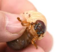 Attēlu rezultāti vaicājumam “Oryctes nasicornis larva”