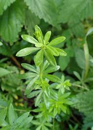 Attēlu rezultāti vaicājumam “Galium rivale flower”