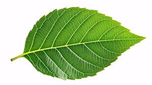 Attēlu rezultāti vaicājumam “leaf”