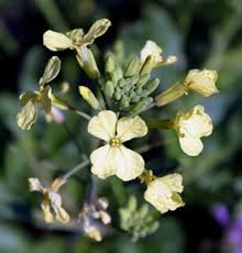 Attēlu rezultāti vaicājumam “Raphanus raphanistrum flower”