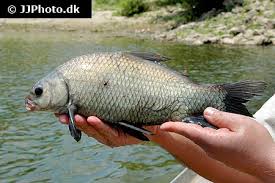 Image result for Ictiobus niger