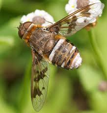 Attēlu rezultāti vaicājumam “Exoprosopa capucina”